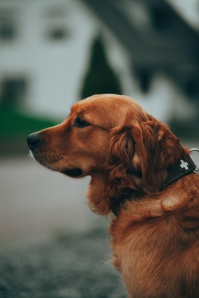 高清意境摄影金毛犬图片